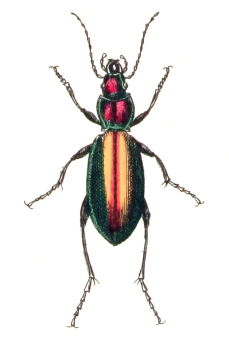 Carabus.splendens.-.calwer.04.05