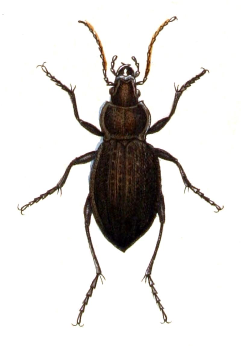 Carabus.ullrichii.-.calwer.02.09