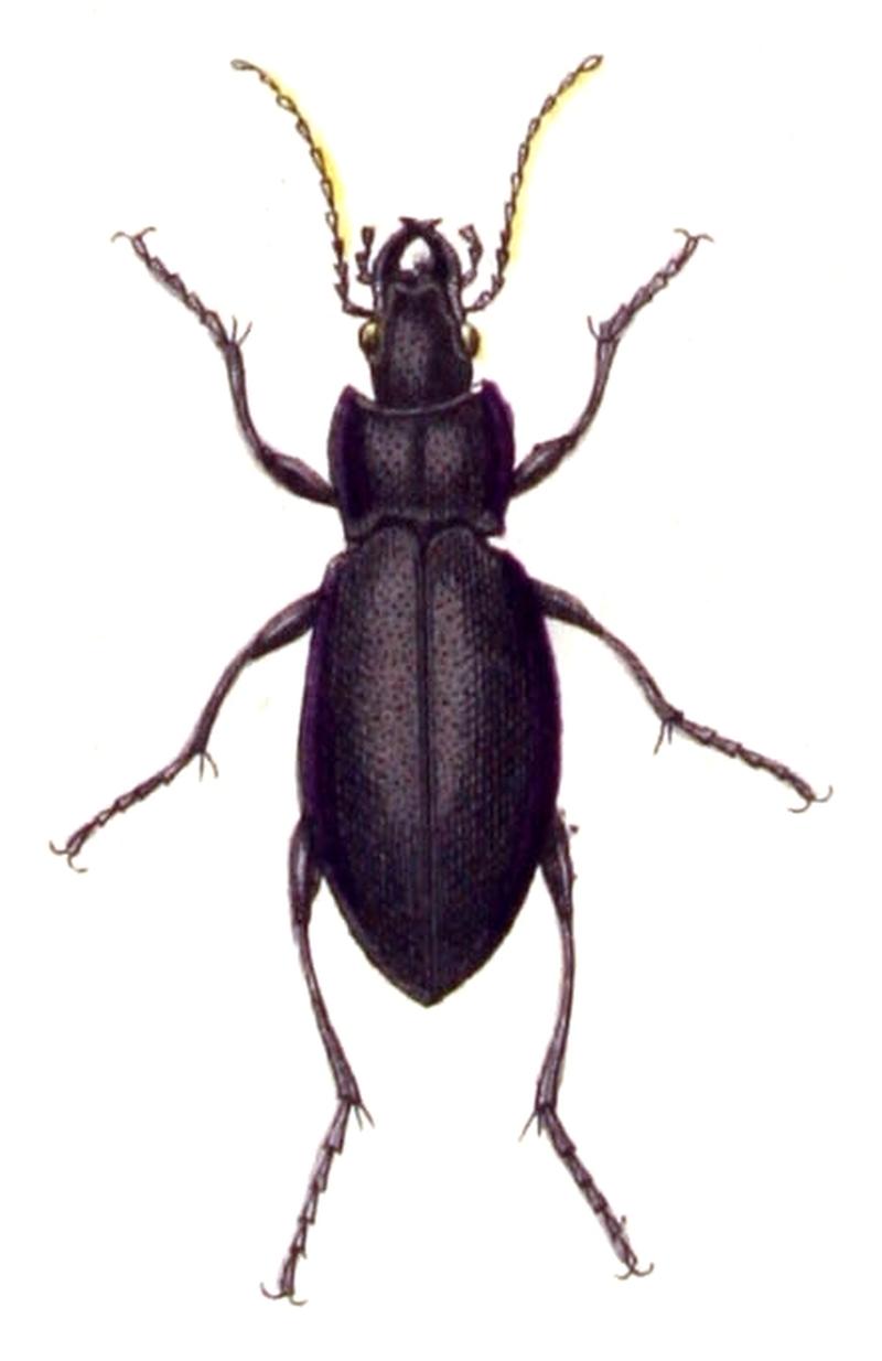 Carabus.violaceus.-.calwer.03.09