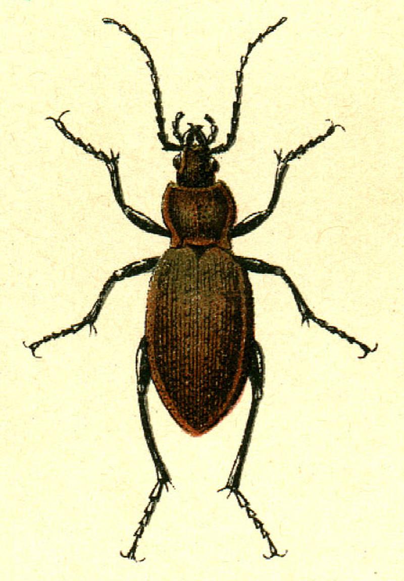 Carabus arcensis