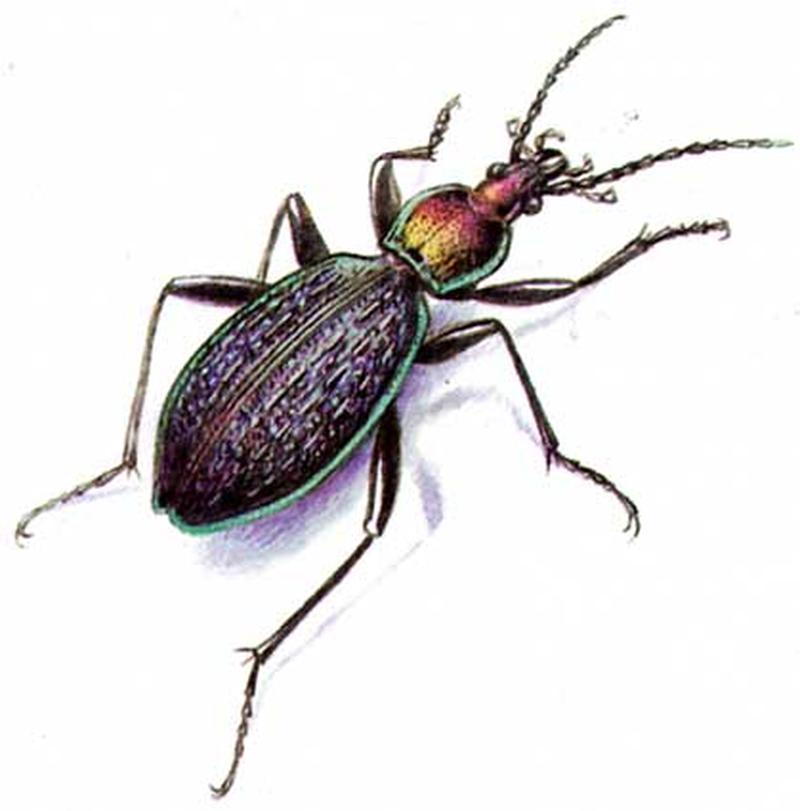 Carabus avinovi