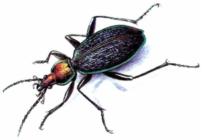 Carabus avinovi