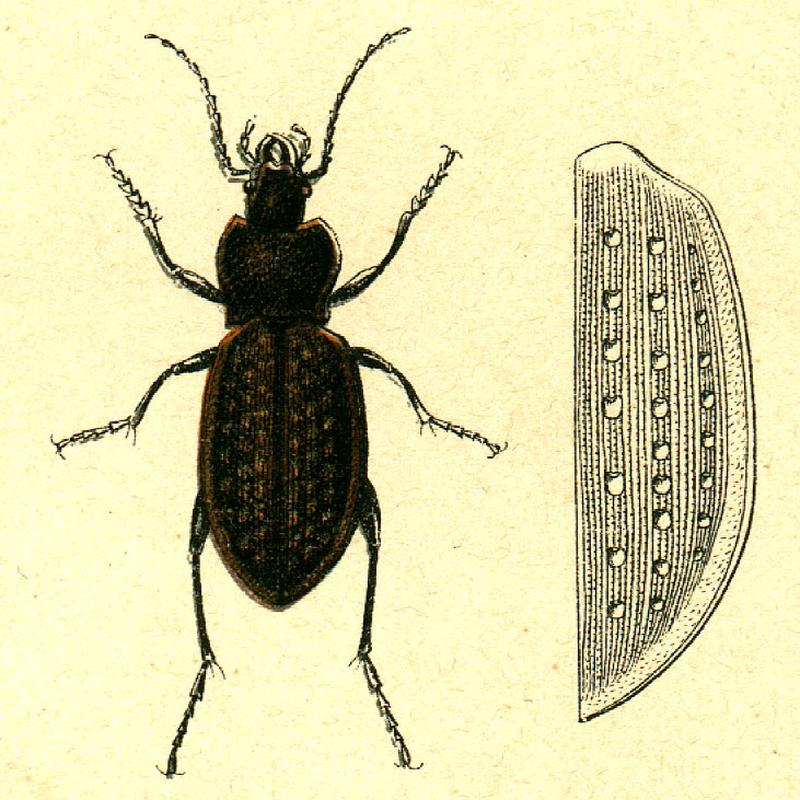 Carabus hortensis