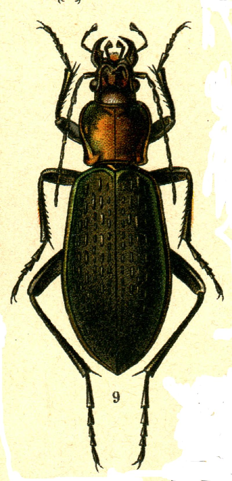 Carabus jankovskii