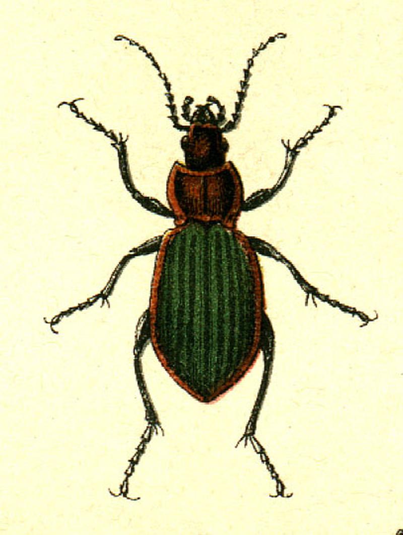 Carabus nitens