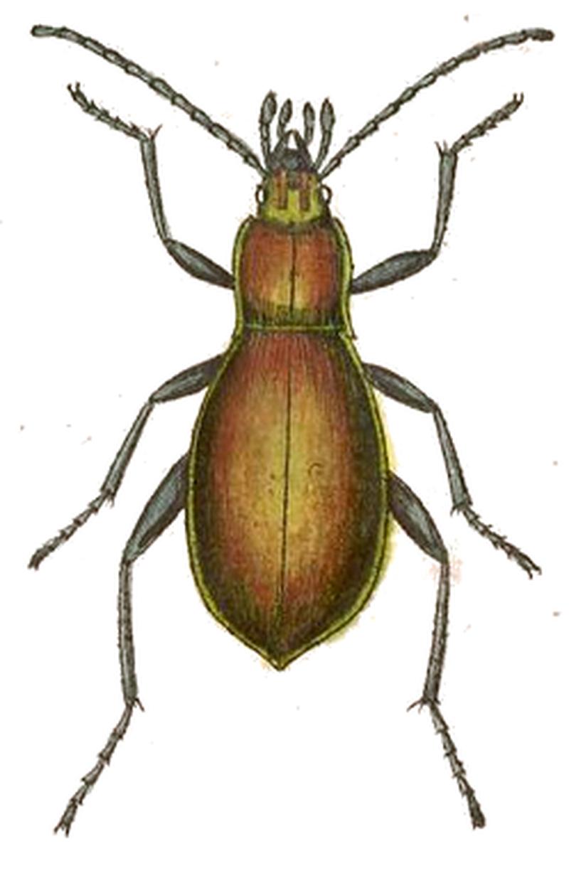 Carabus splendens Ahrens