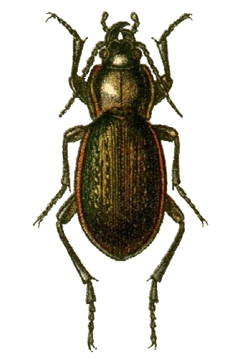 Carabus stscheglovi