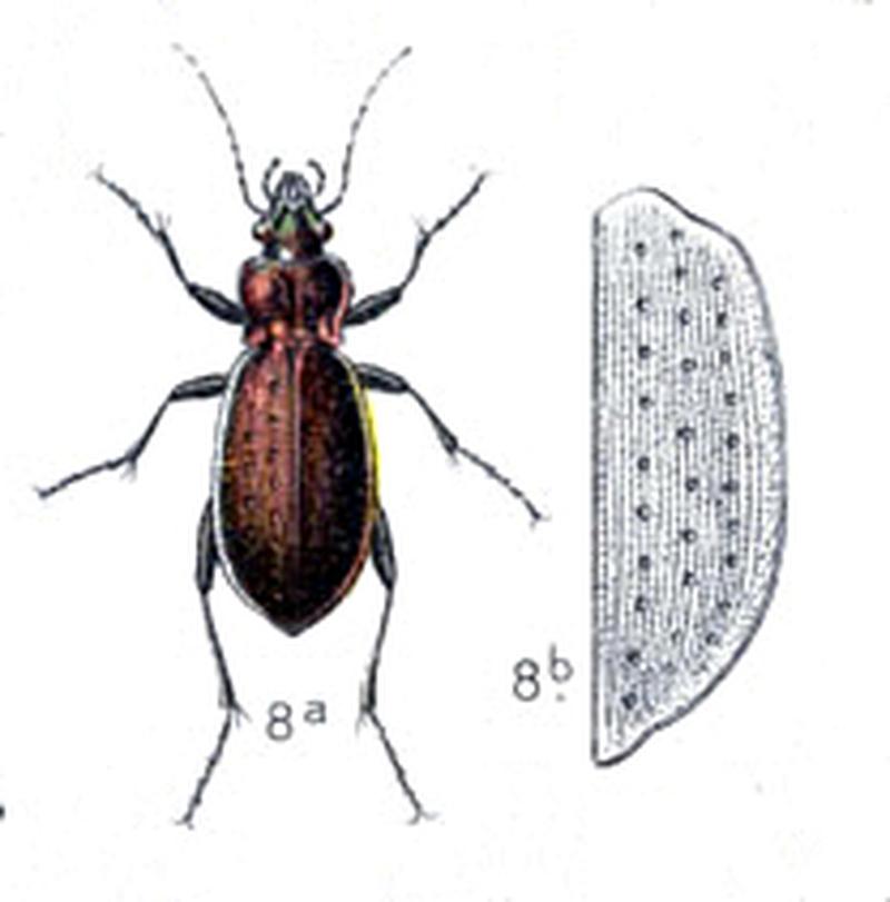 Carabus sylvestris aus Reitter