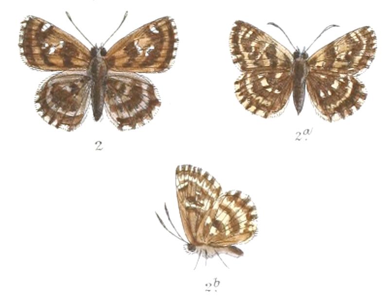 CarcharodusAlceae 782 2 Fitch