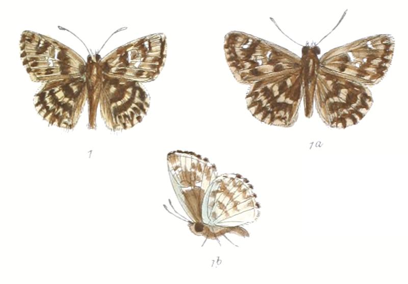 CarcharodusDravira 783 1 Fitch