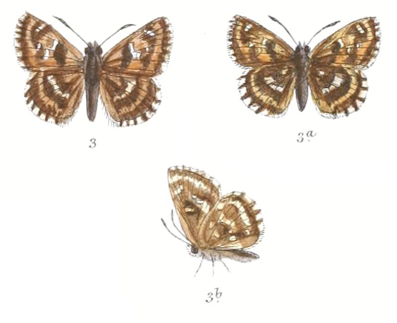 CarcharodusSwinhoei 782 3 Fitch