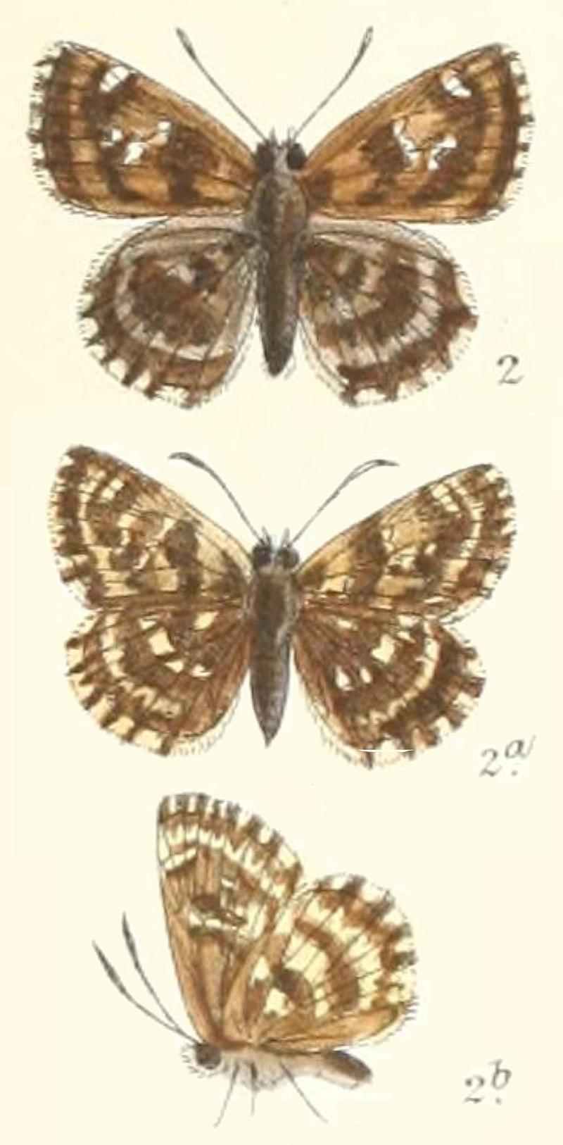 Carcharodus gooraisa Evans as alceae in Moore LepIndica