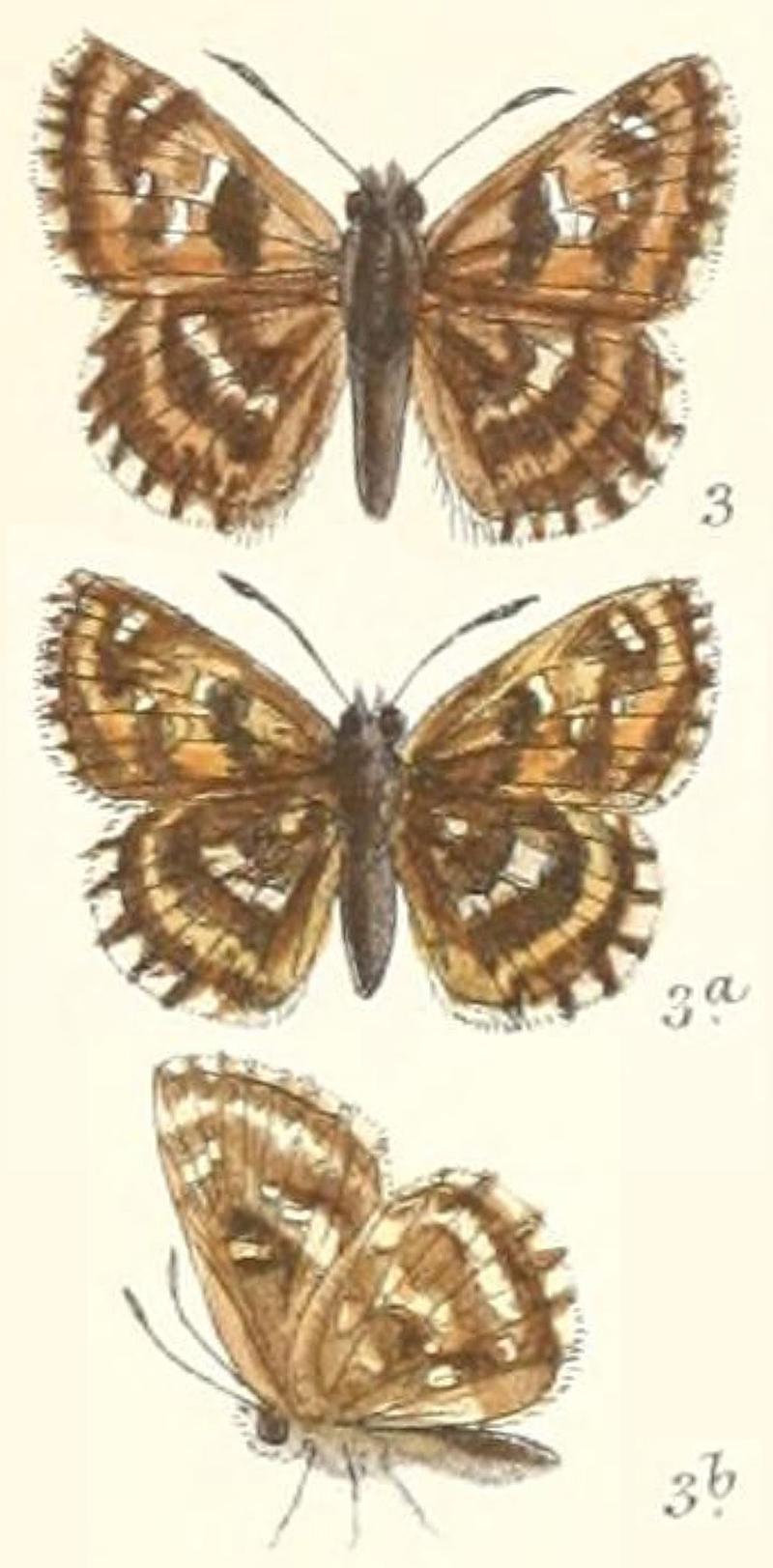 Carcharodus swinhoei Watson in Moore Lepidoptera Indica