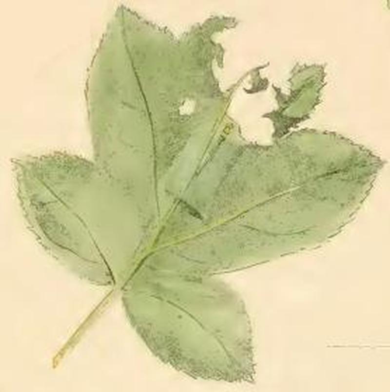 Carcina quercana a leaf of Sorbus torminalis with larval web