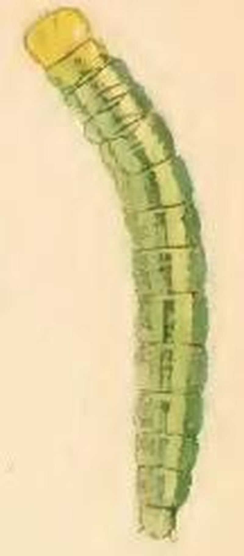 Carcina quercana larva