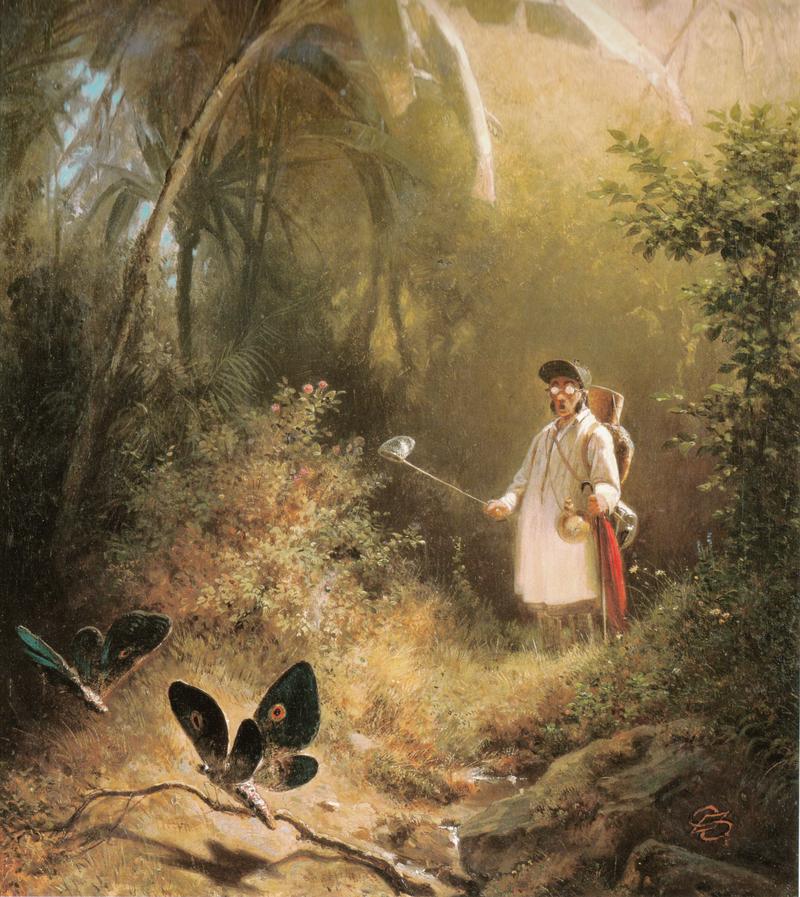 Der Schmetterlingsfänger