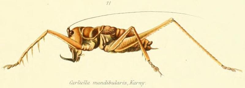 Carliella mandibularis Karny, 1911