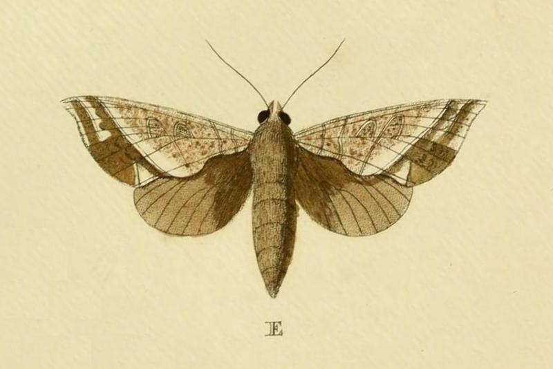 Caroia Licormas Cramer&Stoll-uitlandsche kapellen vol. 1- plate 074