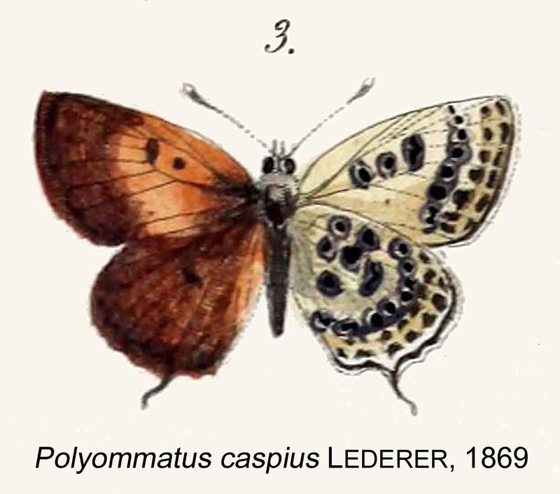 CaspiusLederer1870OD