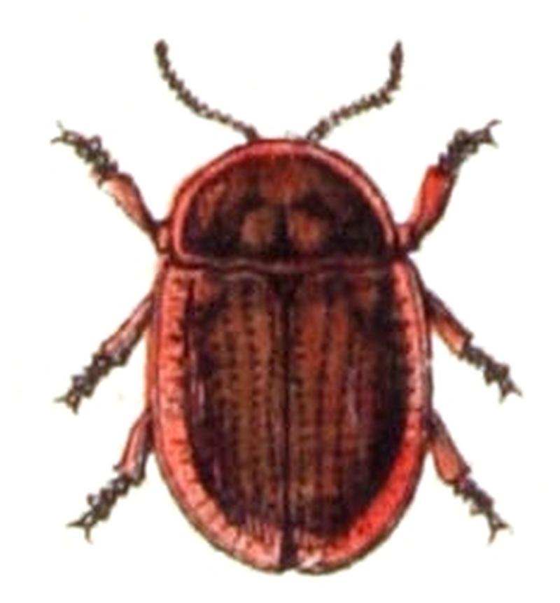 Cassida.canaliculata.-.calwer.42.16