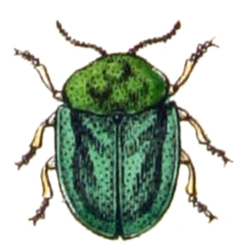 Cassida.viridis.-.calwer.42.15