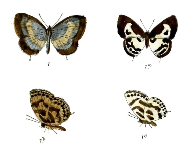 Castalius airavati