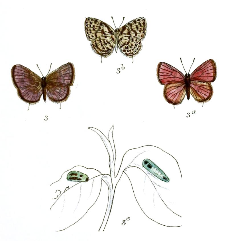 Castalius ananda