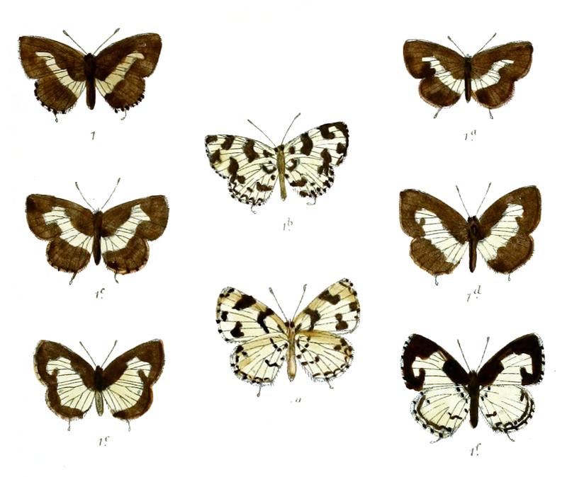 Castalius decidia