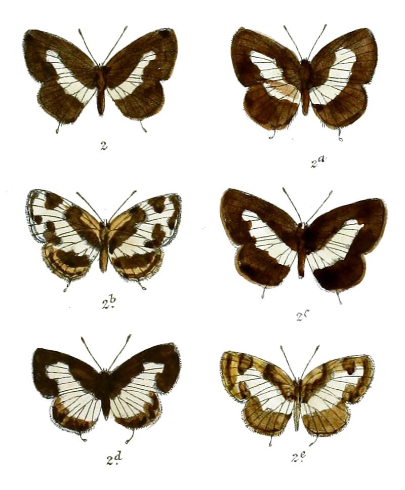 Castalius elna