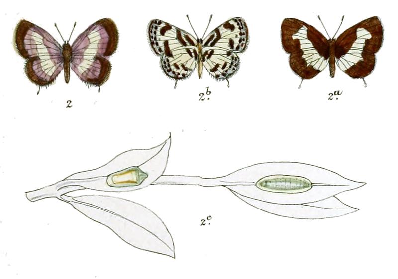 Castalius ethion