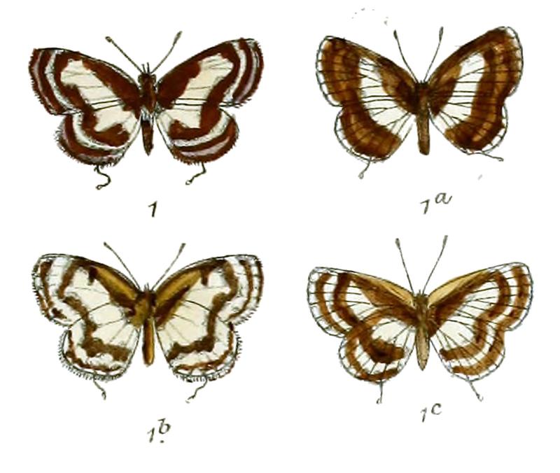 Castalius manluena