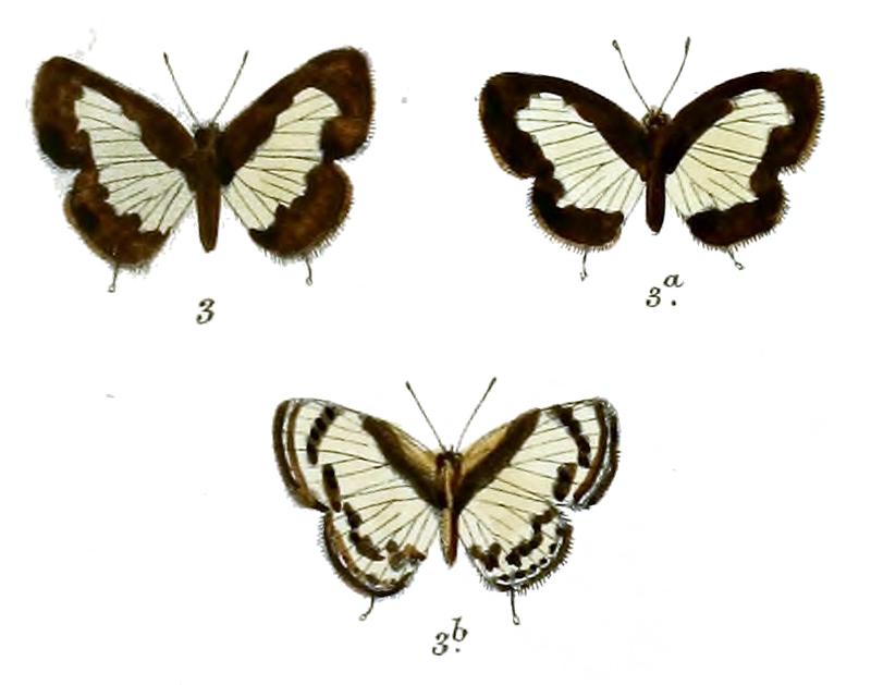 Castalius roxana