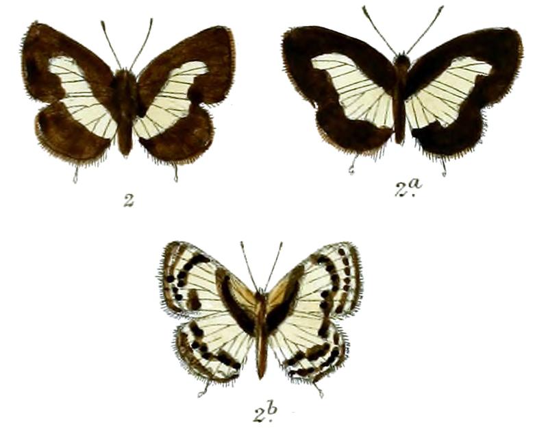 Castalius roxus