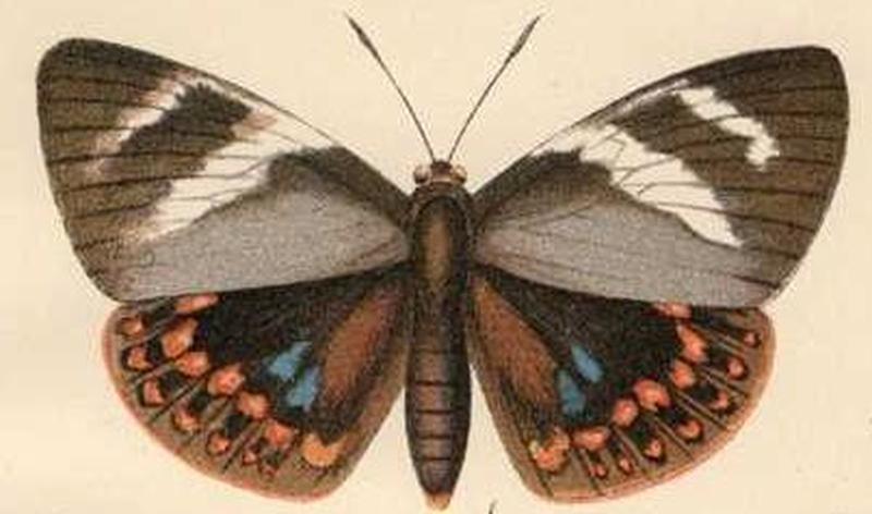 Castnia eudesmia