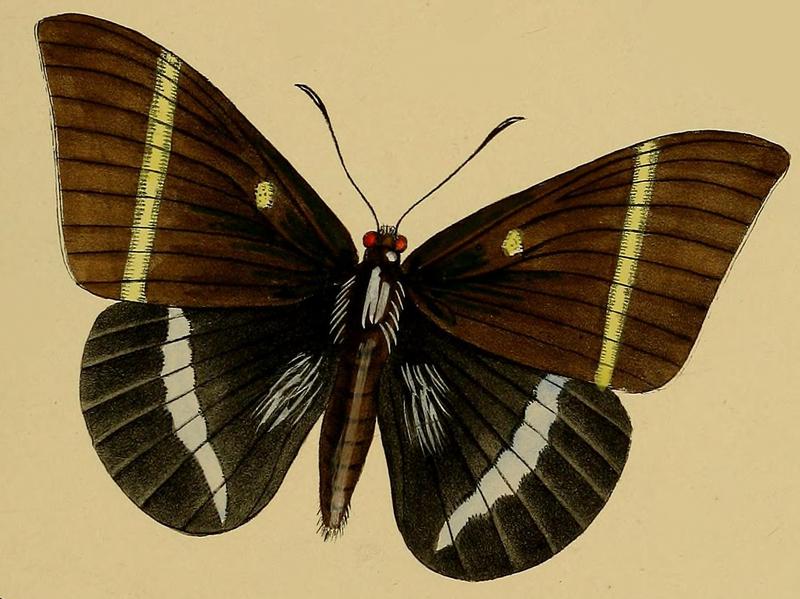 Castnia papilionaris in Westwood 1877