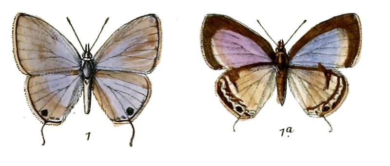 Catachrysops lithargyra
