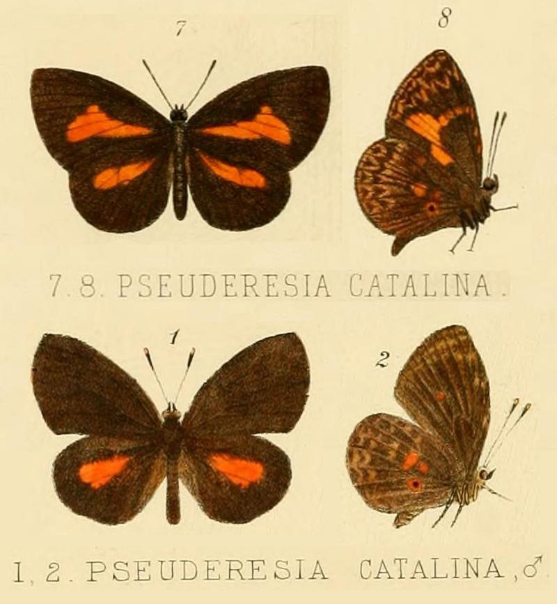catalina from original description