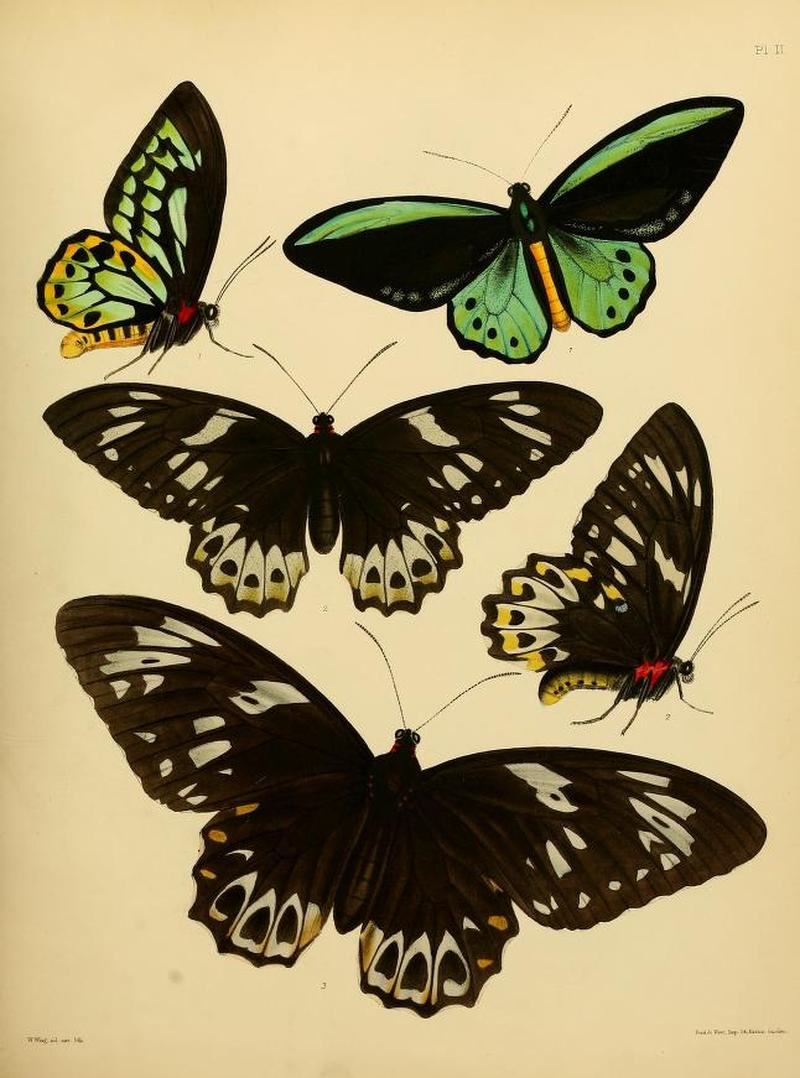 CatalogueLepidopterousInsectsBritishMuseumPapilionidaePlate2