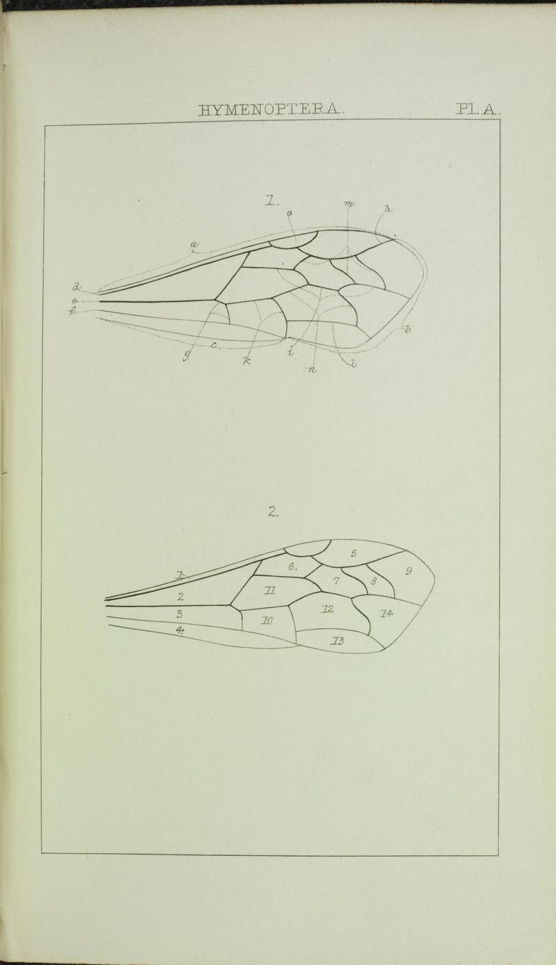 Catalogue of British Hymenoptera in the collection of the British Museum (Pl. A) (6986270976)