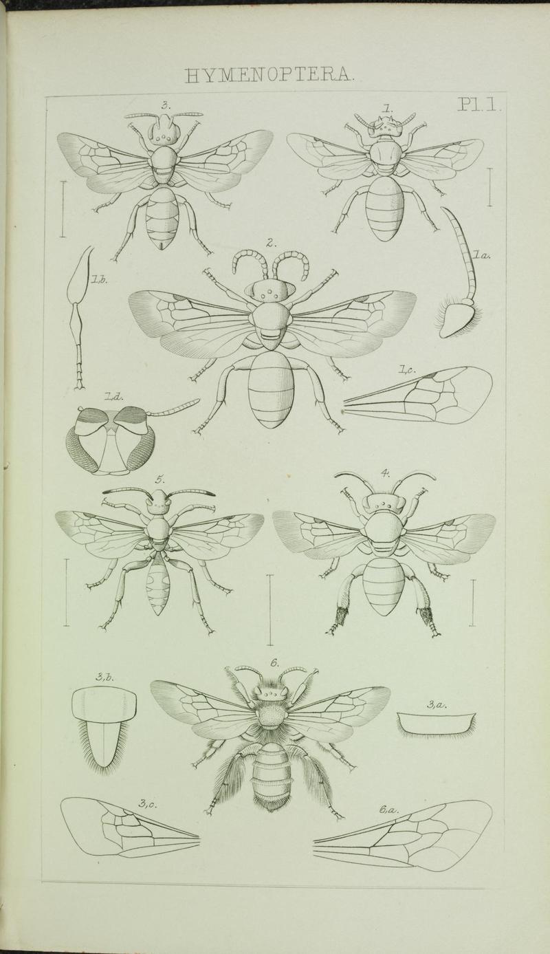 Catalogue of British Hymenoptera in the collection of the British Museum (Pl. I) (7132356539)