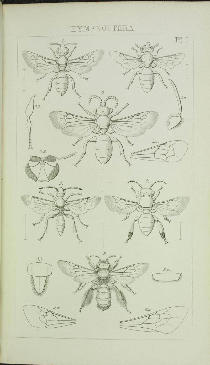 Catalogue of British Hymenoptera in the collection of the British Museum (Pl. I) BHL34339601