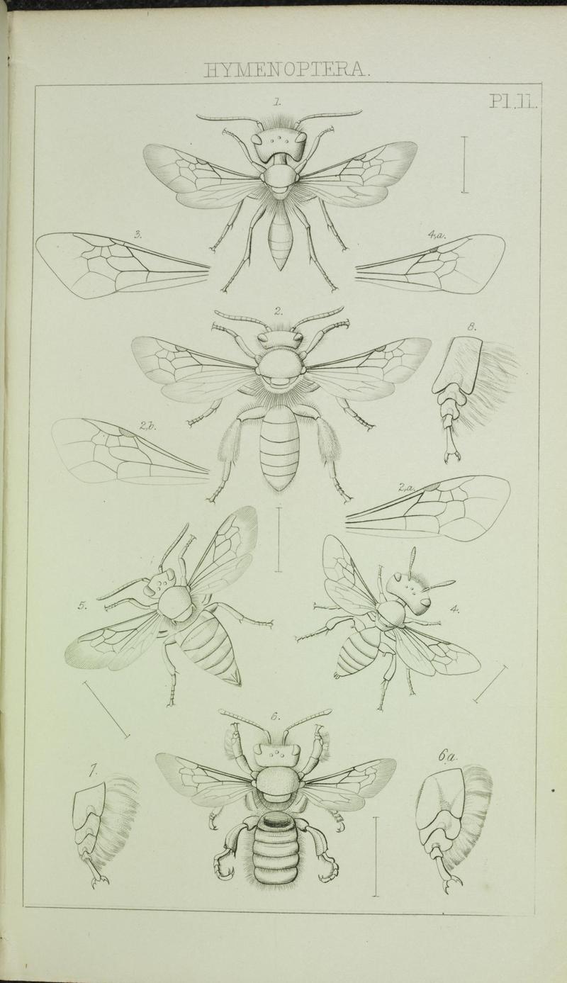 Catalogue of British Hymenoptera in the collection of the British Museum (Pl. II) (6986272734)
