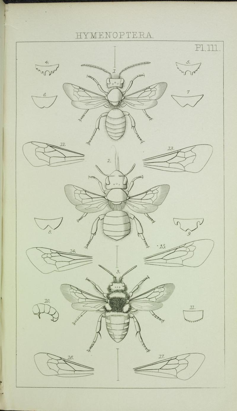 Catalogue of British Hymenoptera in the collection of the British Museum (Pl. III) (7132358493)