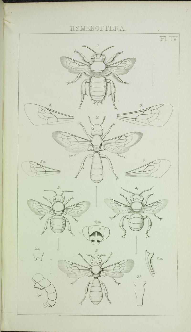 Catalogue of British Hymenoptera in the collection of the British Museum (Pl. IV) (7132359057)