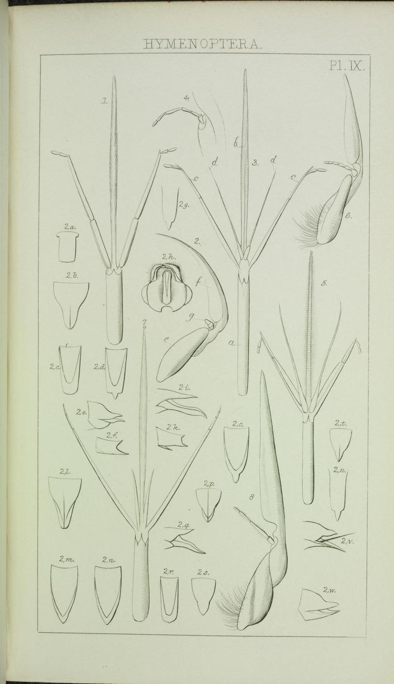 Catalogue of British Hymenoptera in the collection of the British Museum (Pl. IX) (6986278464)
