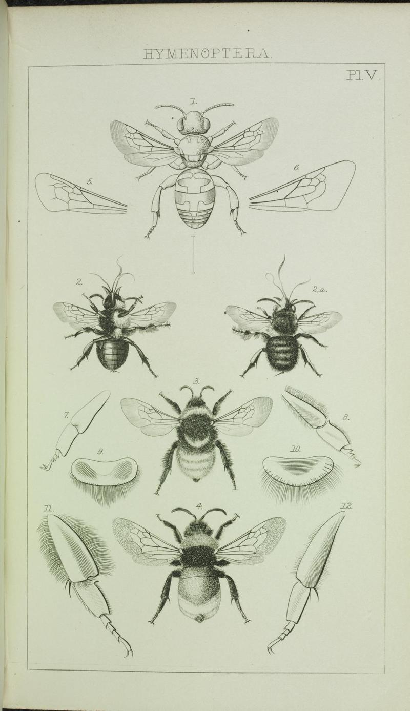 Catalogue of British Hymenoptera in the collection of the British Museum (Pl. V) (7132360071)