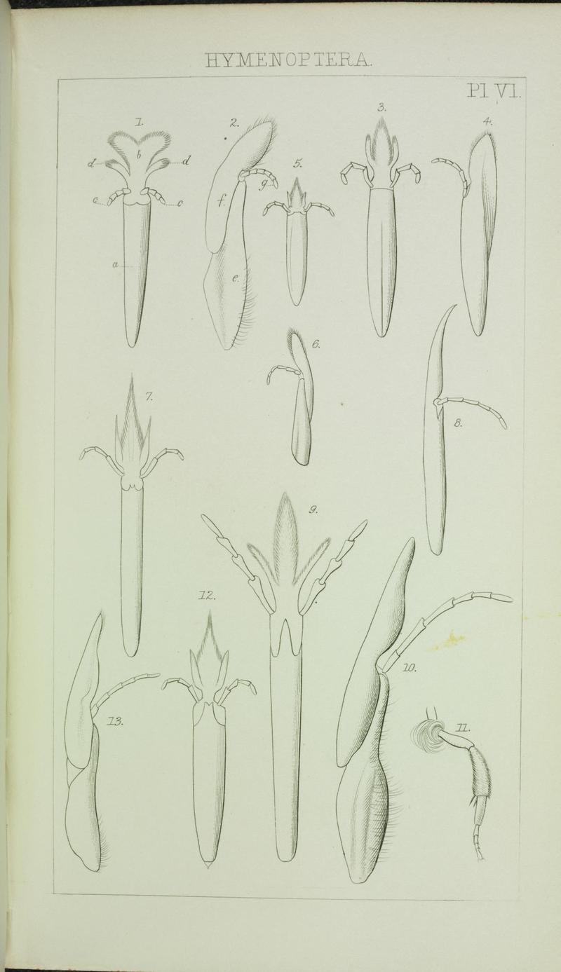 Catalogue of British Hymenoptera in the collection of the British Museum (Pl. VI) (7132361047)