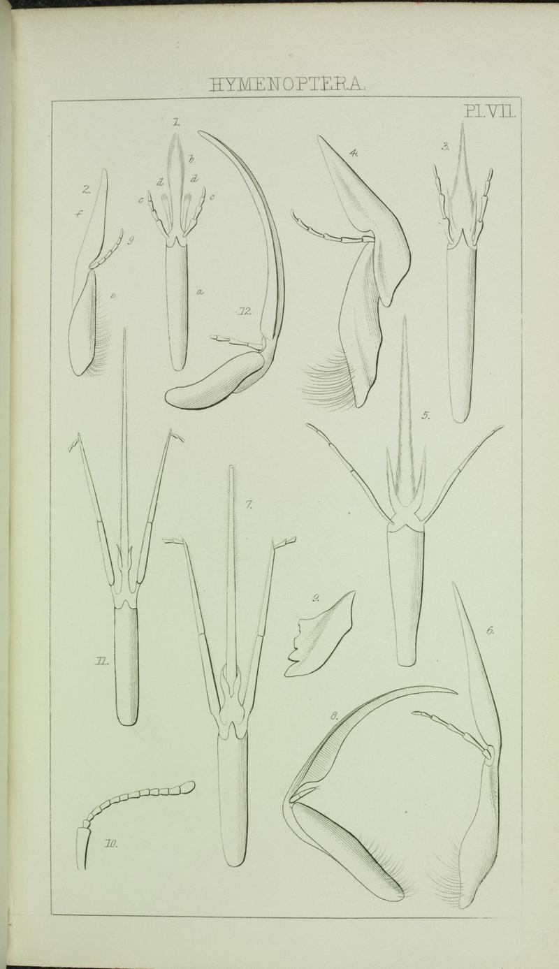 Catalogue of British Hymenoptera in the collection of the British Museum (Pl. VII) (6986276780)