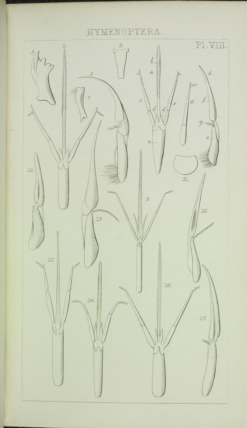 Catalogue of British Hymenoptera in the collection of the British Museum (Pl. VIII) (6986277620)