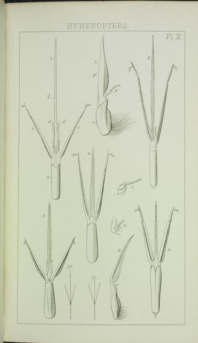 Catalogue of British Hymenoptera in the collection of the British Museum (Pl. X) (6986279308)